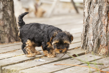 Puppy yorkshire terrier. A small dog. York - decorative breed of dogs