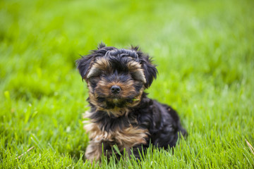 Puppy yorkshire terrier. A small dog. York - decorative breed of dogs