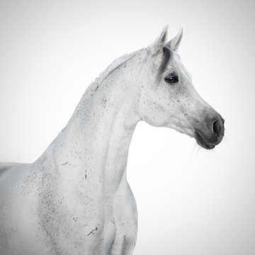 Portrait Of A Beauty Gray Arabian Horse Isolated On White Background