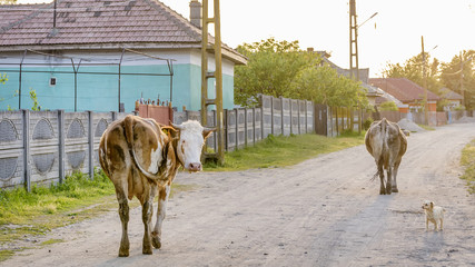 Two large dairy cows walk in a dirt road through the rural village of Toceni, Craiova, Romania, at sunset with a dog watching them