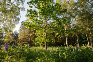 Fototapete bei efototapeten.de bestellen   