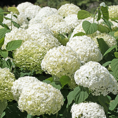Hortensien, Hydrangea