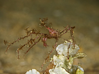 Decorator spider crab, Dekorier Spinnenkrabbe
