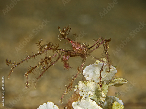 Decorator Spider Crab Dekorier Spinnenkrabbe Stockfotos