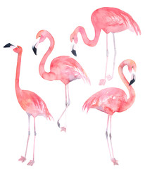 Fototapeta premium Set watercolor random flamingos. Isolated illustration