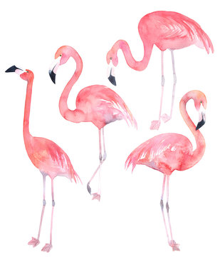 Set watercolor random flamingos. Isolated illustration