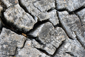 Cracked deadwood close up for background or pattern.