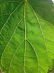 Foglia di Cedro