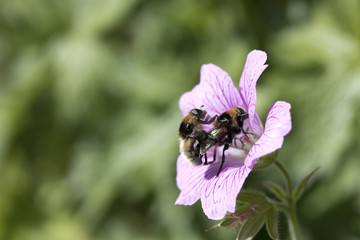Two Bees Fornicating on A Flower