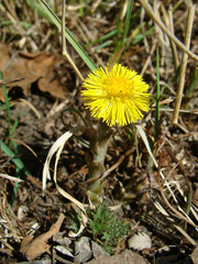 Flower of the coltsfoot in the spring