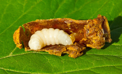 Larva of the bee queen