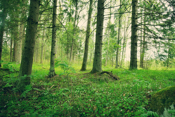 pine and fir forest panorama in spring