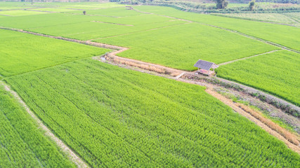 Fototapeta na wymiar Hut in rice field