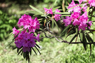 Close-up of pink rhododendron. Selective focus and shallow depth of field.