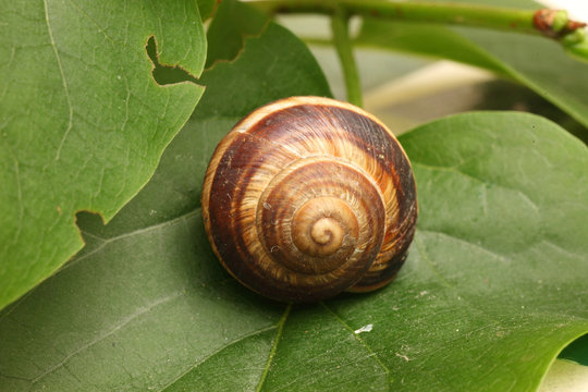 Orchard snail (Helix pomatia)