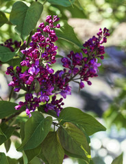 Close-up of a blossoming lilac. Selective focus and shallow depth of field.