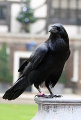 Cuervo en la Torre de Londres