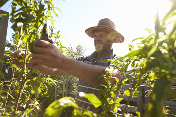 Mature Man Working On Community Allotment