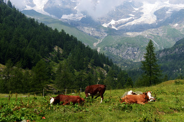 Fototapeta na wymiar brown and white cow in a pasture