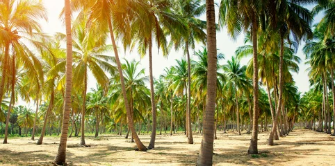 Crédence de cuisine en verre imprimé Palmier Cocotiers sur la plage de sable