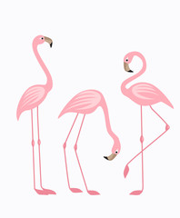 Tropical bird flamingos © Miroslava Hlavacova