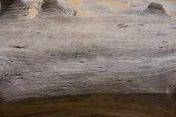 rough wood trunk. this image for nature,texture and background concept