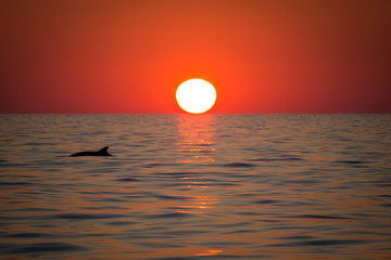 Sonnenuntergang mit Delfin  © Sina_Golpira