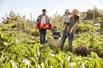 Family Harvesting Produce From Allotment Together