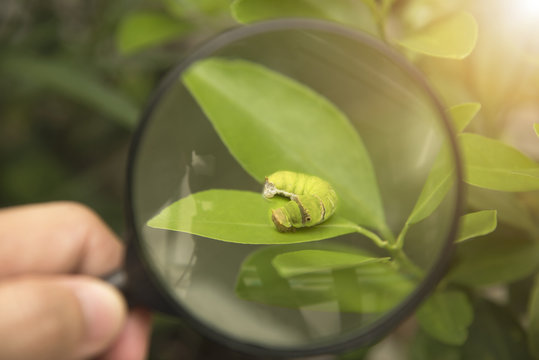 Biotechnology scientist with magnifying glass in hand and orange leaf for examining plant insects.
