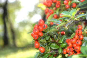 Obraz premium Red berries of firethorn plant (Pyracantha Coccinea)