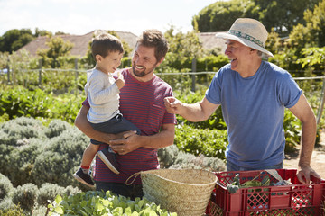 Father With Adult Son And Grandson Working On Allotment
