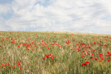 Papaveri nel campo di grano