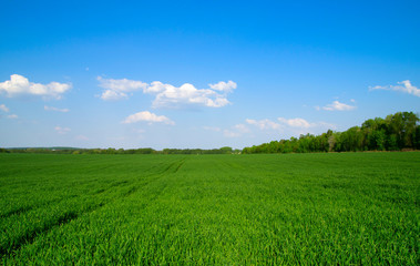 Obraz premium green field and blue sky