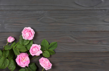 pink rose flowers on dark wood background. top view with copy space