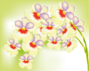 Abstract  orchids on green background