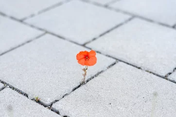 Photo sur Plexiglas Coquelicots Coquelicot rouge unique entre la germination de pavage