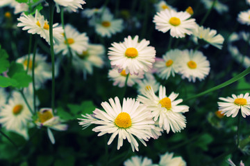 Fototapeta premium White daisies on green background in summer. 