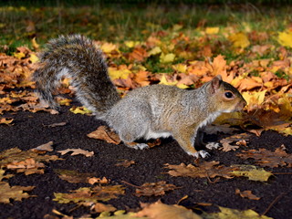 London squirrel among the leaves of the park.