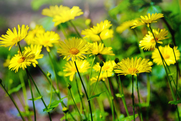 Yellow daisy meadow