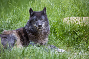 Loup noir couché et debout en sous bois et portrait