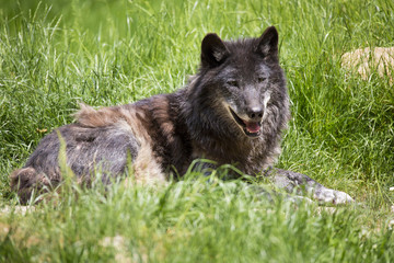 Fototapeta premium Loup noir couché et debout en sous bois et portrait