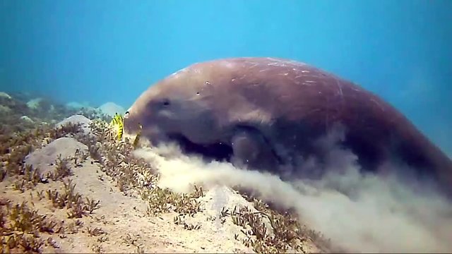 Seekuh beim Fressen auf Seegraswiese