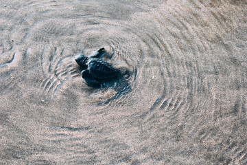 Baby turtle