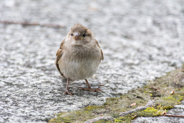 Spatz sitzt auf dem Stein