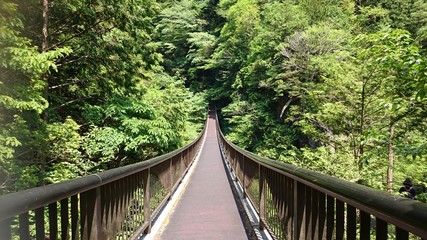 新緑の山の中へ