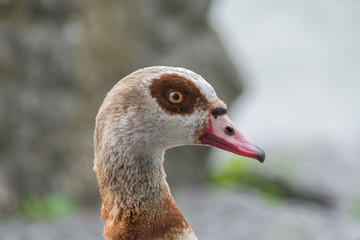 Nahaufnahme Entenkopf mit schönen Augen und rotem Schnabel
