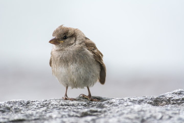 Kleiner Spatz sitzt auf Fels 
