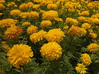 Field Of Yellow Flowers