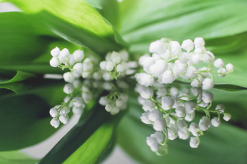 Flowers of a lily of the valley scented close-up. Soft focus, reflection. Beautiful background.