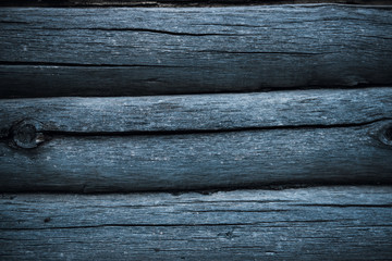 Fototapeta premium The old tree is affected by mold and fungus